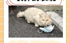 流浪猫取什么名字好听？30个超萌猫咪名字推荐