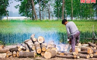 2025年9月砍树黄道吉日查询，最佳伐木时辰与风水禁忌