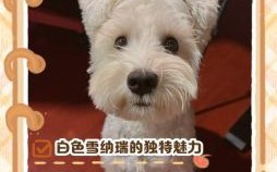 白色狗狗招财名字大全，旺财吉祥好听的宠物狗名推荐