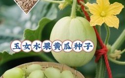 2025年11月种瓜吉日推荐 2025年11月适合种瓜的吉日有哪些