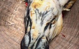 2025年12月杀猪黄道吉日 2025年12月适合杀猪的吉日有哪些