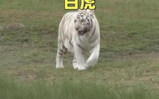 梦见老虎代表什么？解析梦境中老虎的象征意义