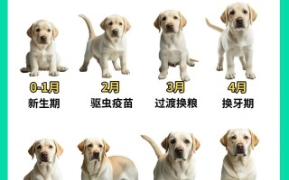 2026年4月领养宠物黄道吉日 2026年4月适合领养狗狗的吉日查询