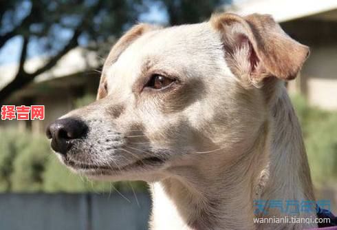 梦见婴儿的寓意解析：预示好运还是警示？-第1张图片