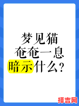 女人梦见猫的预兆解析：周公解梦告诉你答案-第1张图片