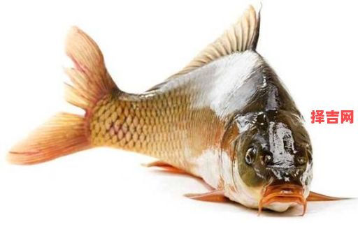 梦见鱼是什么征兆？解梦大师揭秘鱼梦的吉凶预兆-第1张图片