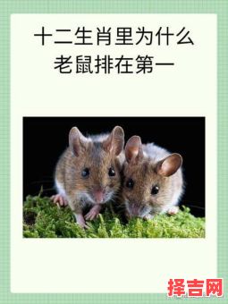 运交戌刻六位头打一生肖谜底解析，十二生肖运势揭秘-第1张图片