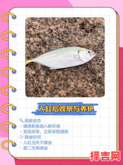 2025年11月适合买鱼入缸的吉日 2025年11月养鱼吉日查询-第1张图片