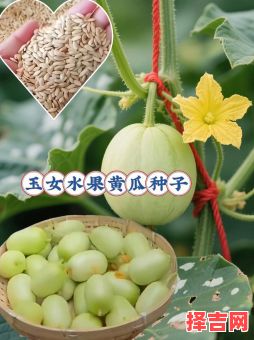 2025年11月种瓜吉日推荐 2025年11月适合种瓜的吉日有哪些-第1张图片